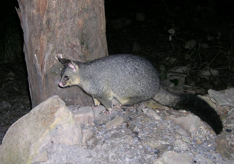 A brushtail possum standing on a rock at night time in the bush.
