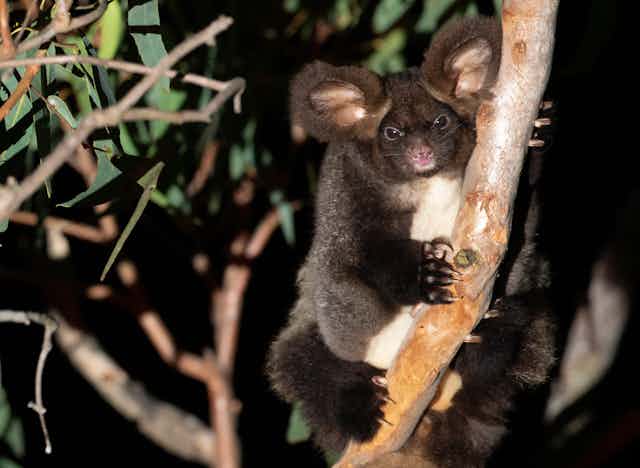 Brown greater glider clinging to a tree