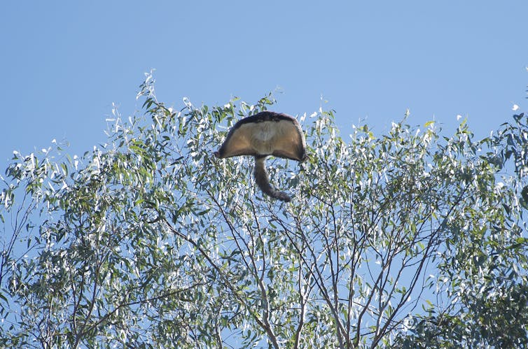 A gliding greater glider