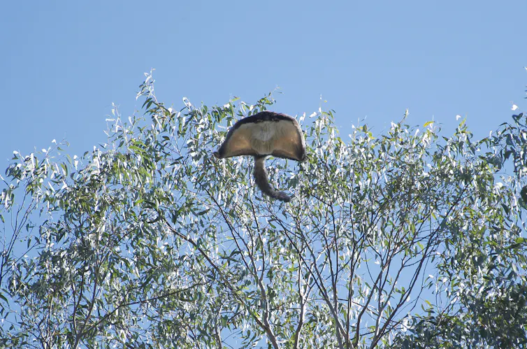 A gliding greater glider