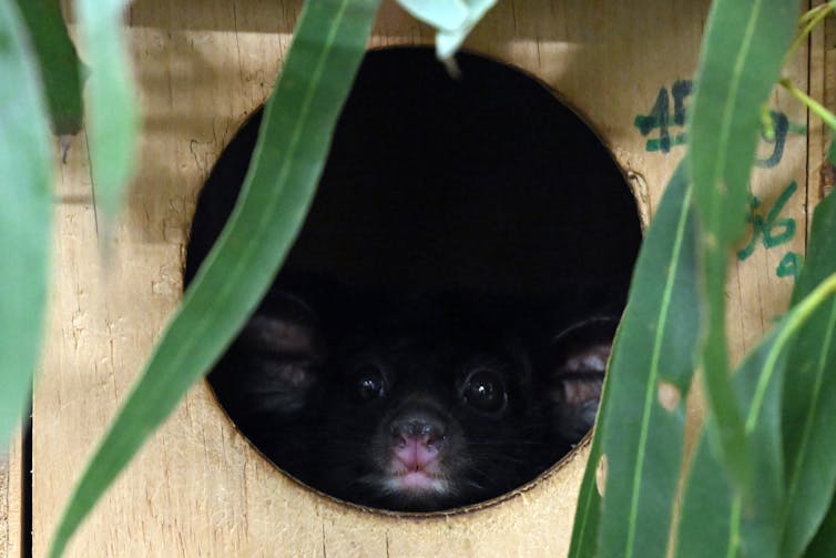 A greater glider in a nest box