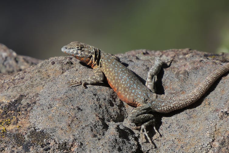 A male side-blotched lizard sits diagonally on a rock