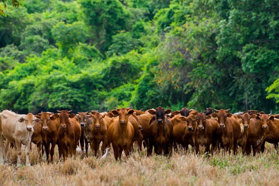 Cattle in a pasture with densely growing trees in the background.