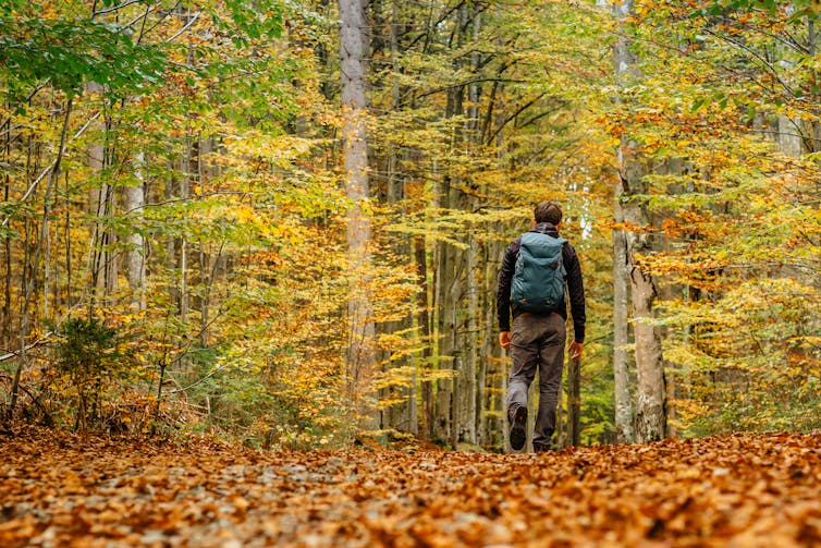 Excursionista masculino camina solo en un bosque durante el otoño.