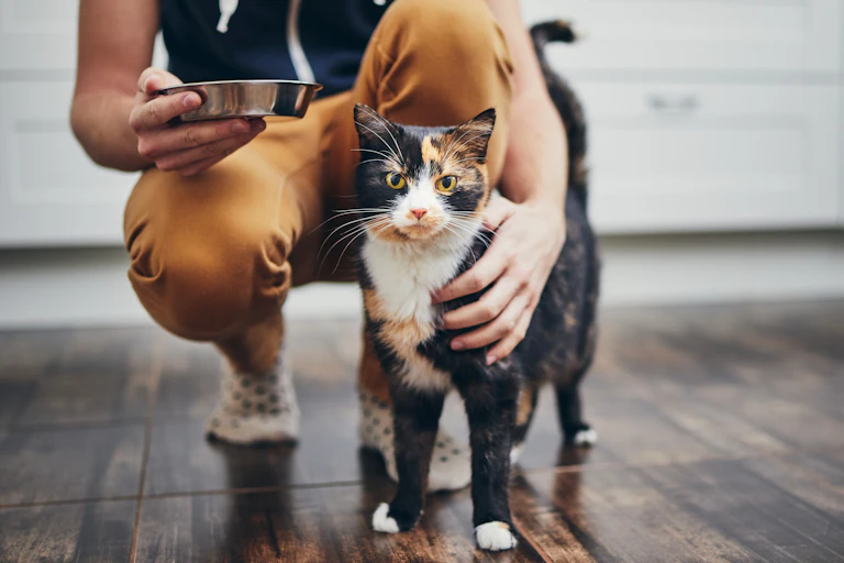 A multi-coloured cat with its owner.