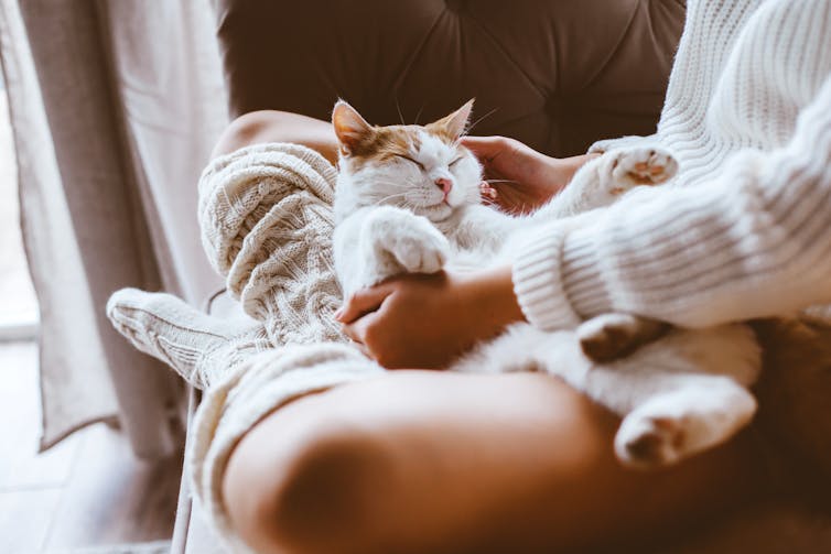A cat is relaxed in a woman's lap.