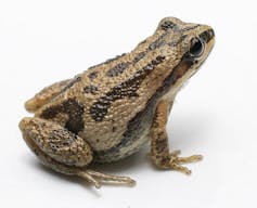 A dark brown frog with light brown markings