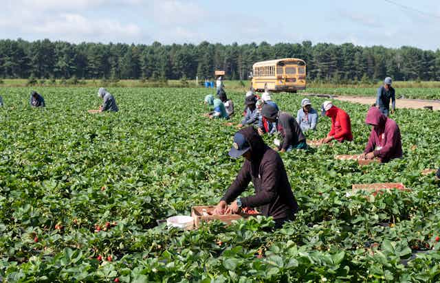 Workers in hoodies and baseball caps in a field of strawberries with a yellow bus in the background