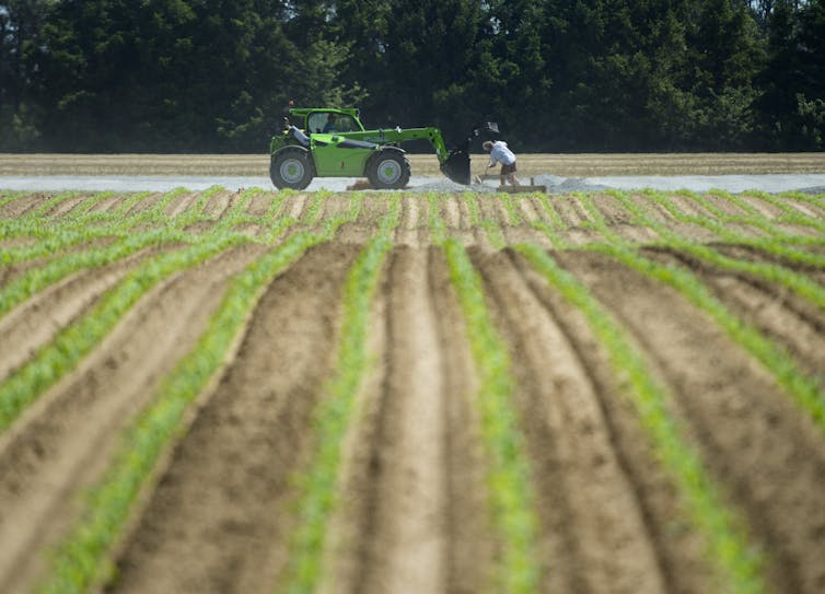 Rows of green plants with a farm vehicle and a worker with a shovel in the background
