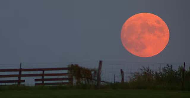 Bulan merah besar di sebelah pagar.