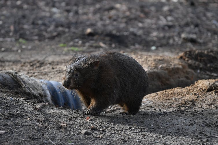 Wombat in burnt land