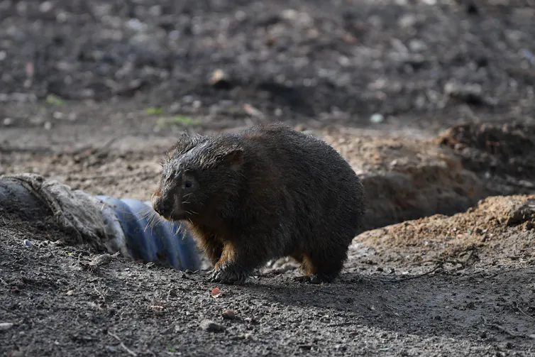 Wombat in burnt land