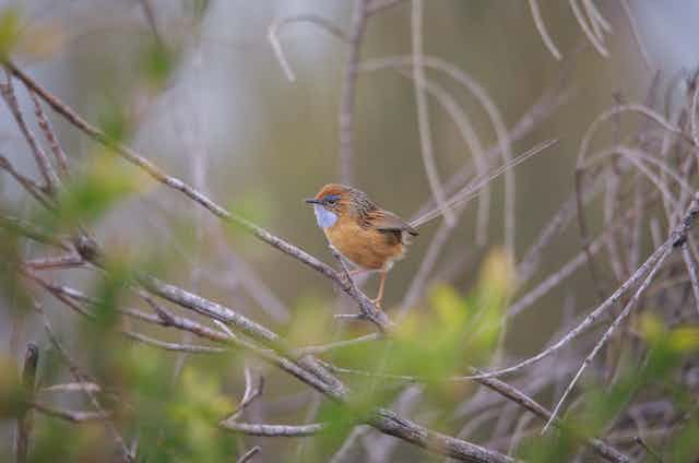 Southern emu wren perched on a branch