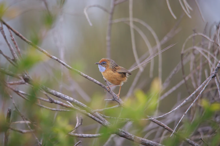 Southern emu wren perched on a branch