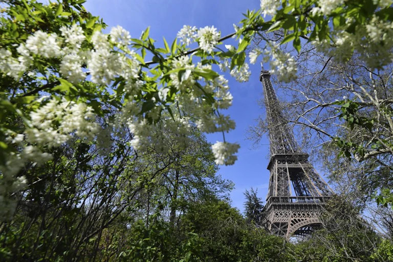 Blooming trees by the Eiffel Tower