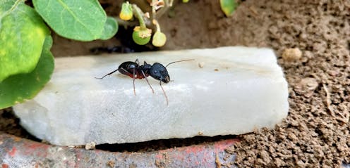 Common black ant.