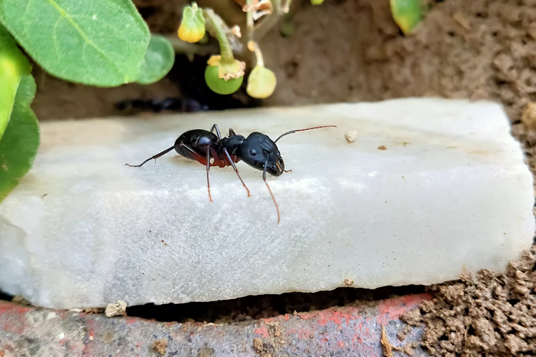 A close up of an ant.