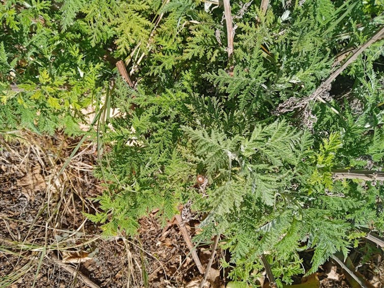 Artemisia afra. Dr Marietjie Stander