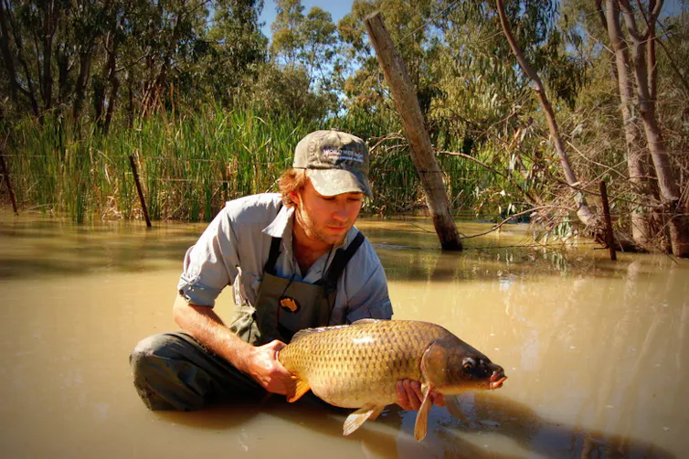 Australia. Tom Ruf Fish Alien fish boom shows difficulty of replenishing Murray-Darling