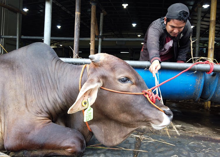 A worker checks a cow on display for sale in Jakarta, Indonesia.
