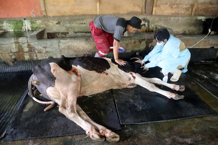 A vet inspects a cow lying down