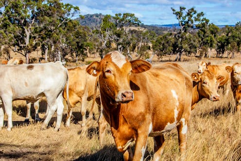 What is foot and mouth disease? Why farmers fear 'apocalyptic bonfires of burning carcasses'