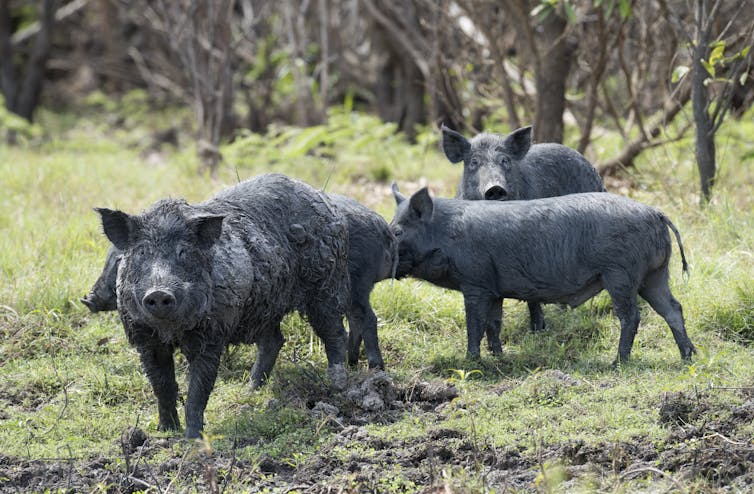 Four black feral pigs