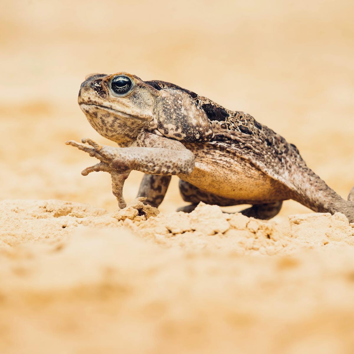 Uncovering the Truth: Cane Toad, an Invasive Species