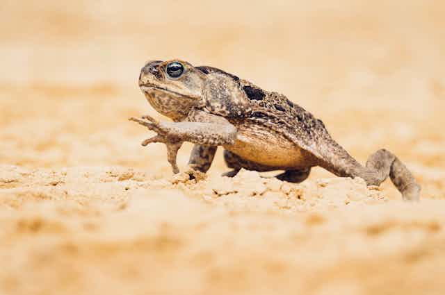 cane toad walks across sand