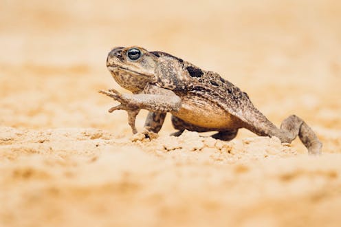 'The ultimate invader': high-tech tool promises scientists an edge over the cane toad scourge