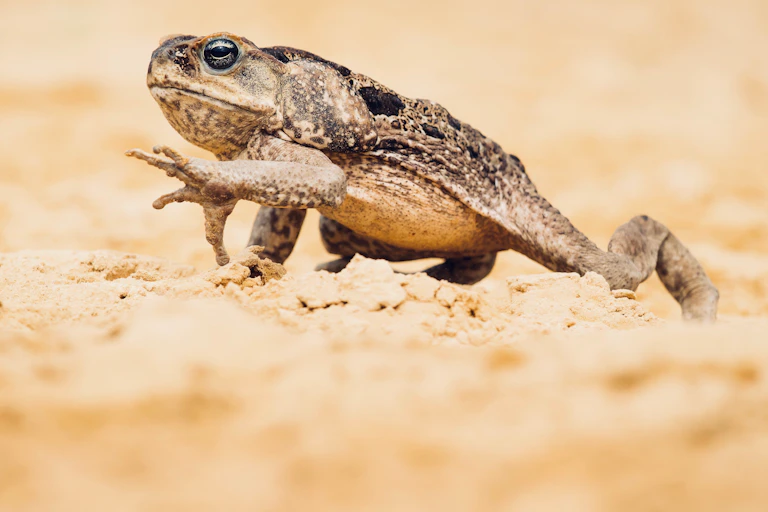 cane toad walks across sand