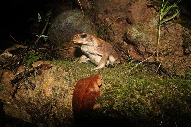 cane toad at night on rock