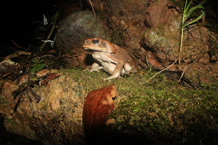 cane toad at night on rock