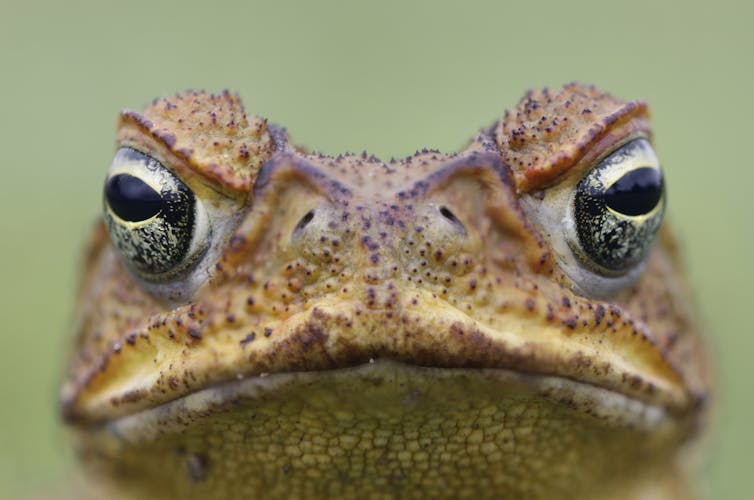 close up of cane toad face