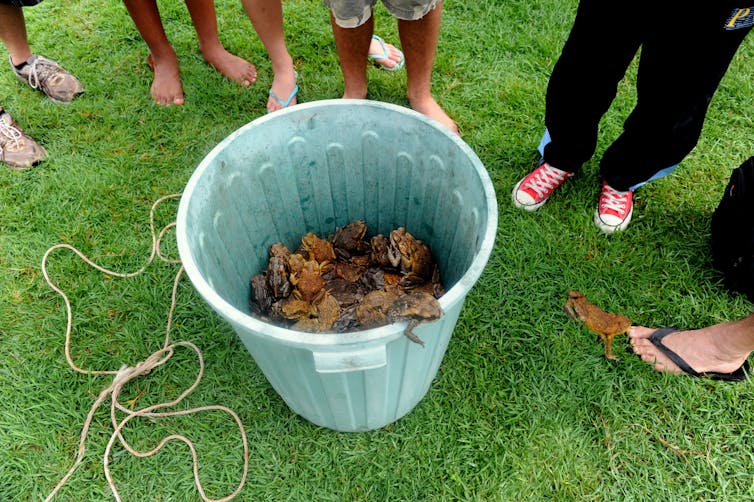 cane toads in bucket with people's feet