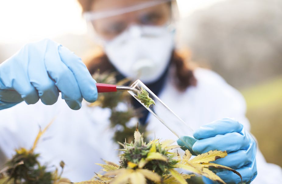 A woman wearing goggles, gloves and a mask preparing a homeopathic medicine from a marijuana plant.