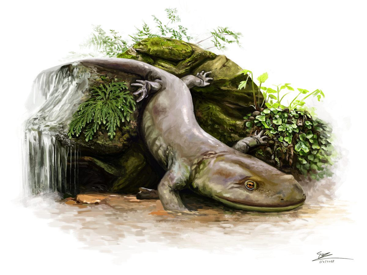 Ancient salamander was hidden inside mystery rock for 50 years – new research