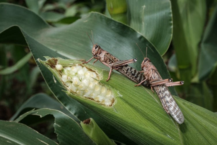 Desert locusts feed on corn in a field in Meru, central Kenya