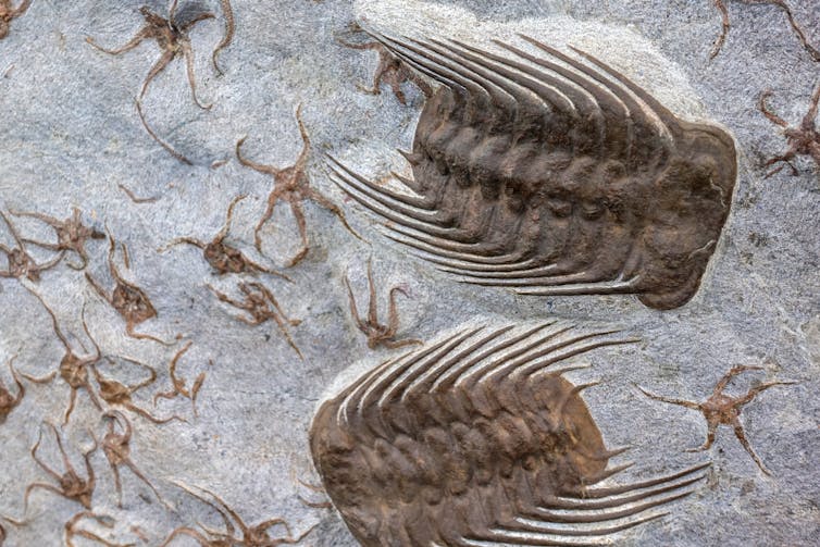 trilobite fossils