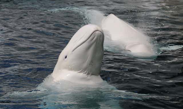 Two belugas in the water