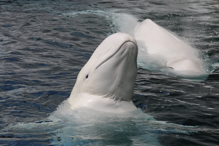 Two belugas in the water