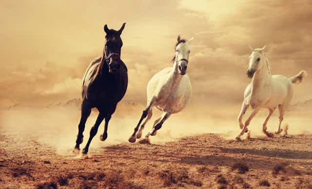 Arabian horses seen galloping on a sandy landscape.