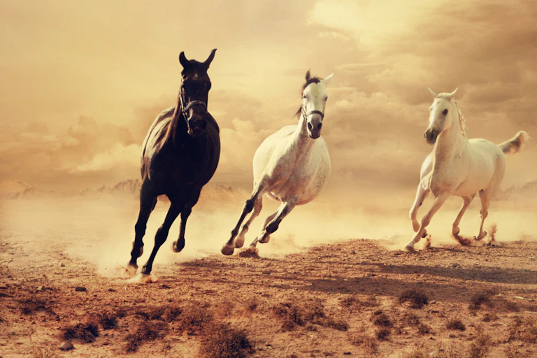 Arabian horses seen galloping on a sandy landscape.