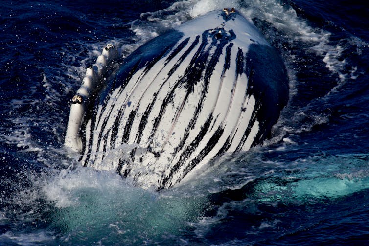 Scanalature della gola della megattera (pieghe) da una balena in Antartide. 