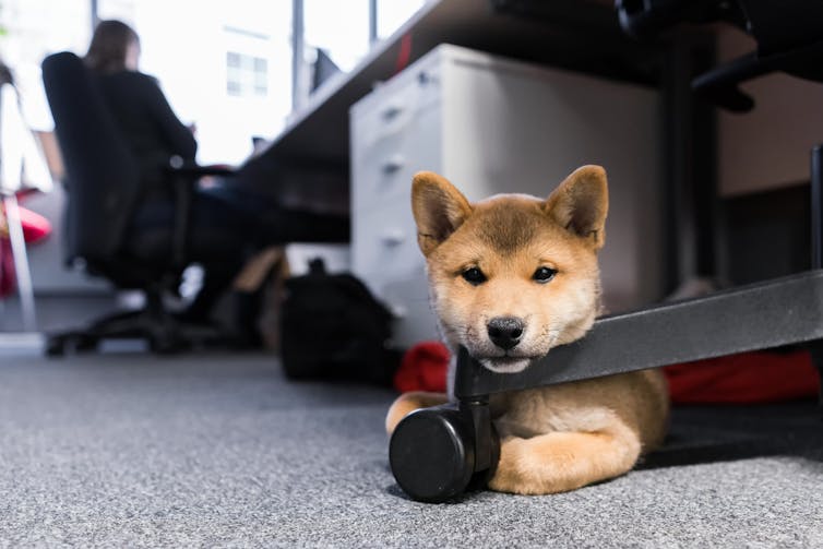 Small dog under desk in office.