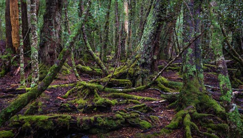 'That patch of bush is gone, and so are the birds': a scientist reacts to the State of the Environment report