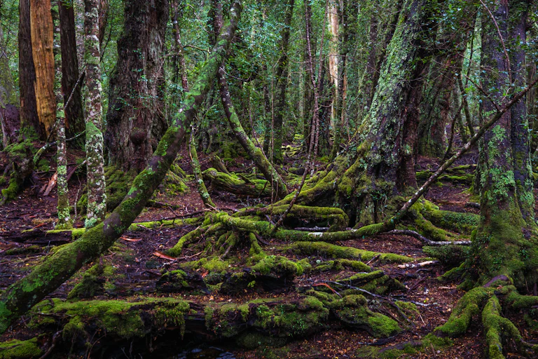 Mossy forest