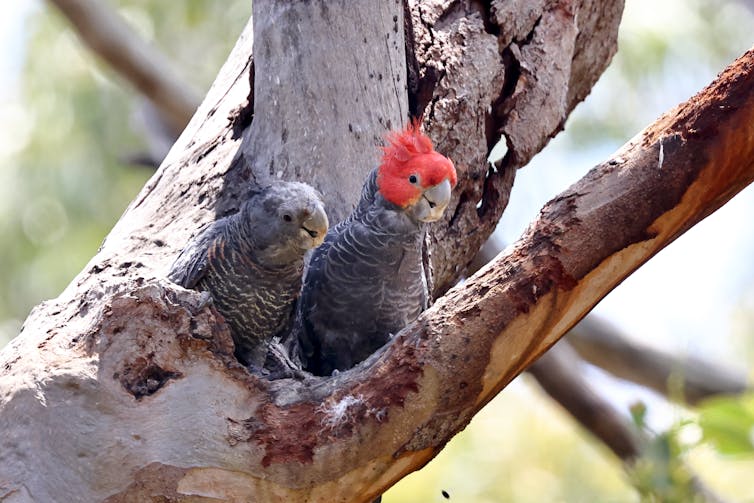 Two gang gang cockatoos on a tree branch