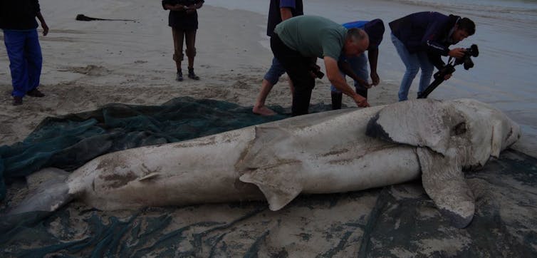 Great white shark dead on beach as people surround it.