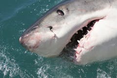 white shark research articles